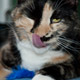 clementine