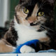 clementine