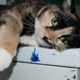 clementine