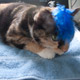 clementine