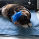 clementine