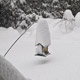 cold bird