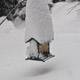 cold bird
