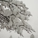 wet sticky snow