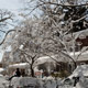 snow falling from trees