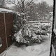 damanged yew tree