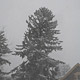 whiteout