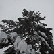 up a tree