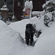 black dog white snow